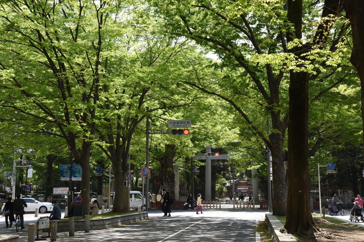 大國魂神社の参道のケヤキ並木（写真提供：府中市）